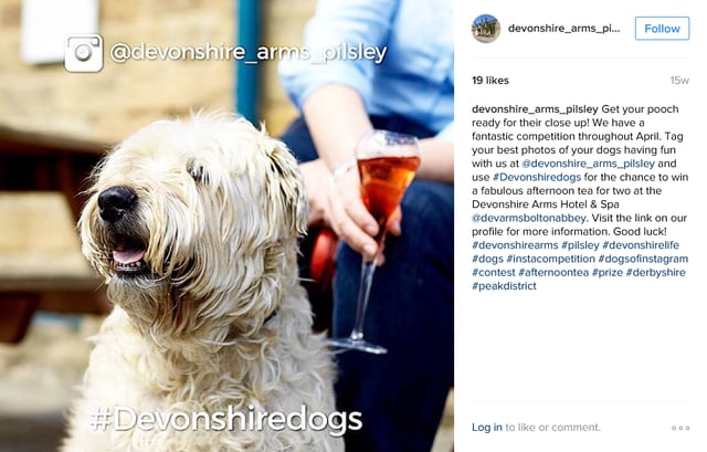 DevonsireDogs_InstaComp.png