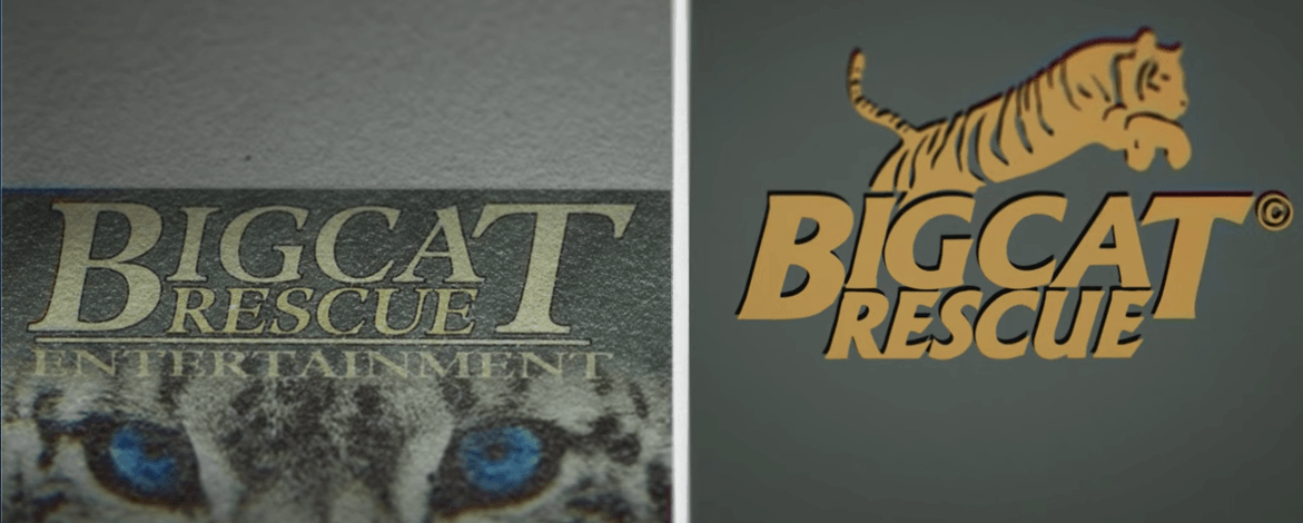 netflix-big-cat-1